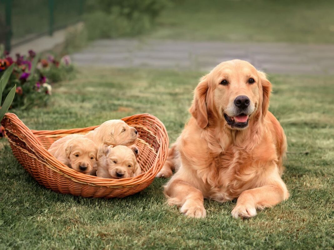 golden-retriever-puppies-your-guide-to-welcoming-a-new-furry-friend this blog is very interesting about golden retriever puppies.