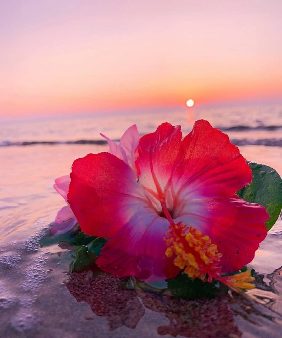 ocean-flowers-blooms-of-beauty-and-vitality this blog is very charming and alluring about ocean flowers.